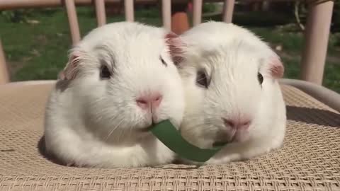 Guinea Pigs Play Tug of War With Blade of Grass 2021