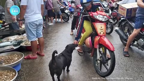 Sự thật đằng sau chú chó biết nói tiếng người khiến cả miền Tây xôn xao