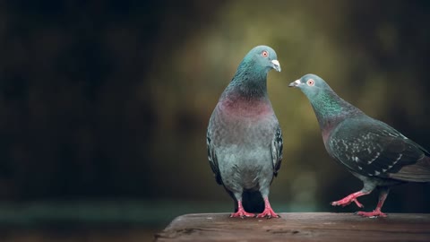 Pigeon sound effect