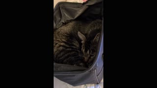 It's A Cat In A Bag #Shorts