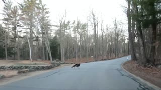 Tom Turkey almost gets hit