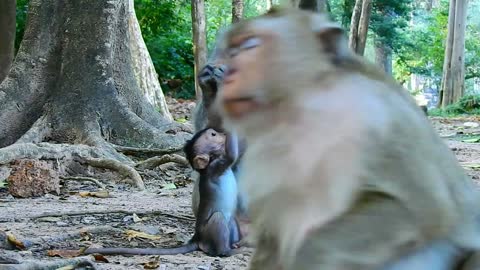 Funny animals# baby monkey playing with Father#82# love animals.