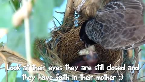 First Flight - a Baby Bird's Story..