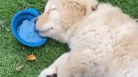 Adorable puppy sleeping and drinking water from his bowl