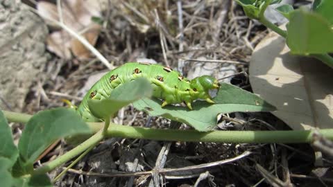 Starving caterpillar eating a leaf fast