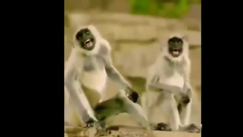 Monkey Funny Moment . Monkeys Group Dance Video . Monkey Funny Video