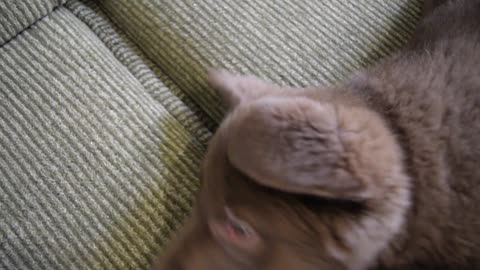 Bostezo de perrito gracioso / Funny Puppy yawn ( cute little dog yawning )