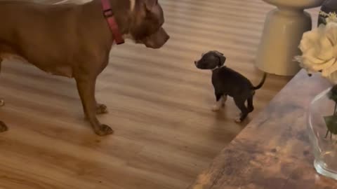 Confident Puppy Plays With Bigger Dog