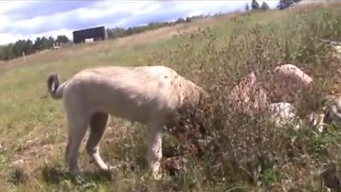 Kangal Dog puppy playing at pond (part 2)