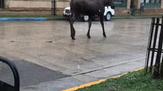 Moose Strolls Down a Montana Street