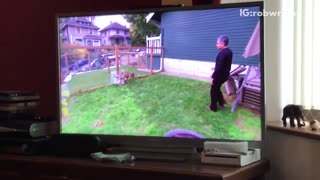 Brown dog barking at other dog on tv