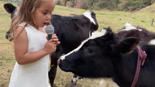 Little Cow Has the Perfect Answer During Interview