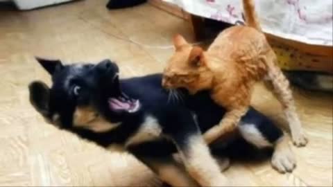The winner of the cat vs dog fight is 😼🐕 the funniest cat movie