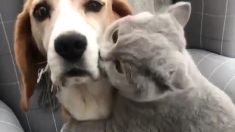 A small cat petting a dog. A very amazing scene