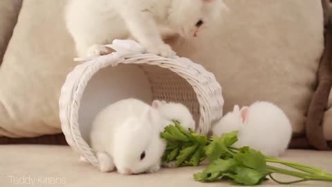 White kitten and white Tiny bunnies 🐰