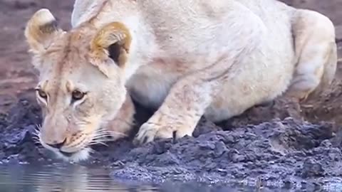 lioness drinking by the river