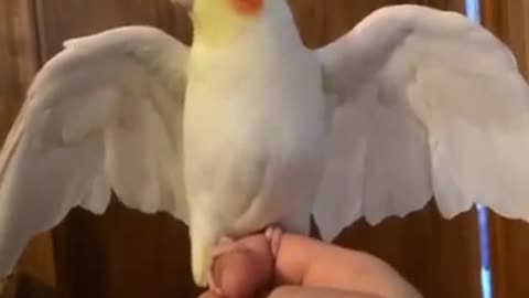 Broken Birb