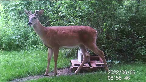 Backyard Trail Cam - Young Buck at Salt Block