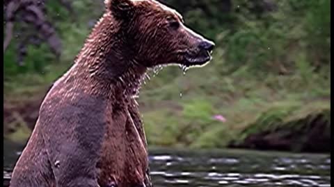 The bear looked confused in the water