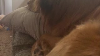 Golden Retriever warns dog outside