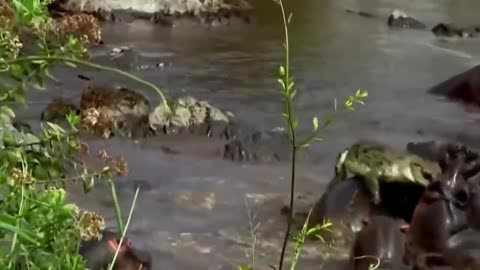 Hipoo vs Crocodile. Animal Fight