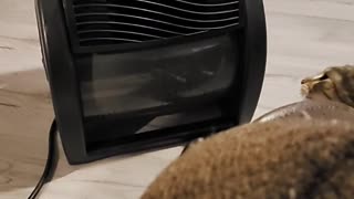 Cat Battles Cold Airflow