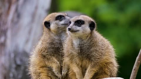 Curious Mongoose