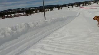 Doggo Joins in Snow Tubing Fun