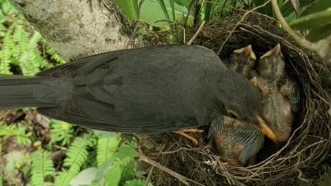 Hungry birds