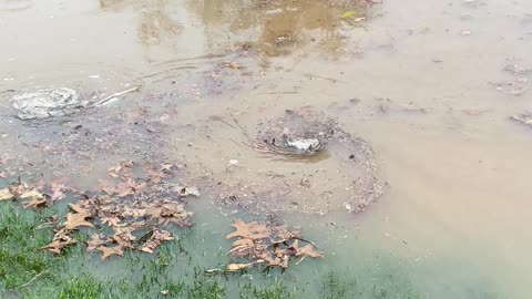 Clogged Storm Drain