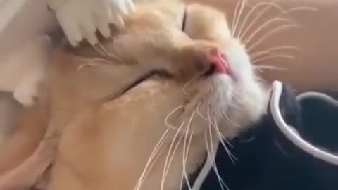 Too funny cute cat getting massage