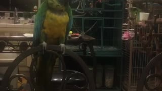 cockatoo tells on African Grey