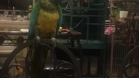 cockatoo tells on African Grey