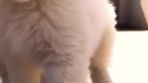 Cute dog video