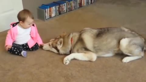 The baby reacts adorably to the arrival of a new puppy