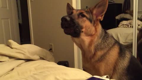 Dog Howls Along To Video Of Huskies On Smartphone