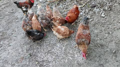 Desi Poultry farm in India ( Chicken )