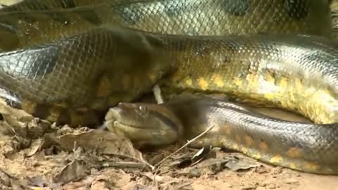 Giant Anaconda World's longest snake found