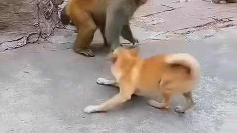 Monkey vs dog fighting funny video#short very funny video fighting funny short