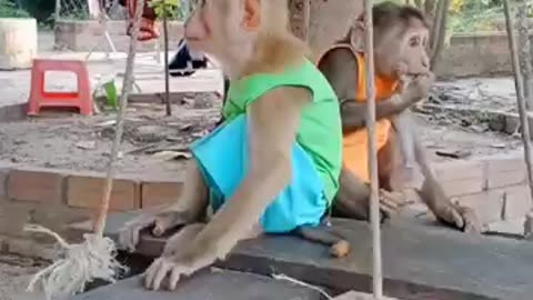cute baby monkey #shorts #cute #babyanimal #monkeytime
