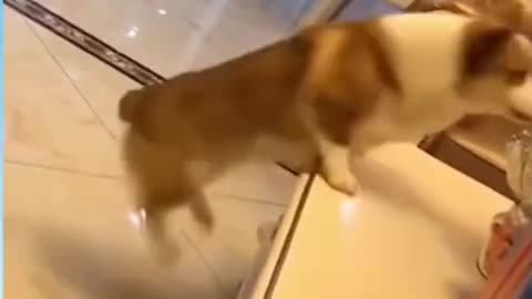 Funny Dog Reaction! | Funny Animal Videos | Funny Reaction Videos
