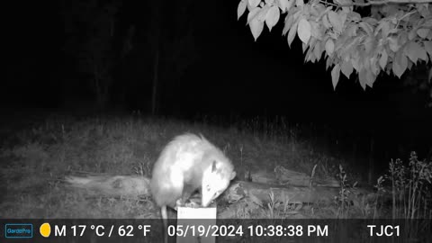 Opossum on Post