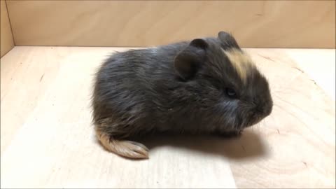 Guinea Pig Baby