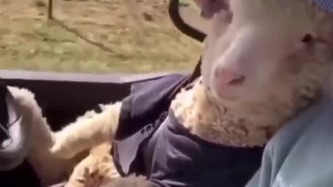hey hooman wanna have ride with me