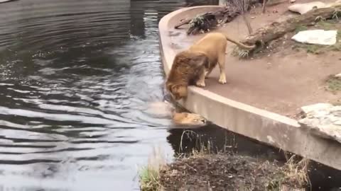 Lion Hilariously Falls into the Water Pond in Zoo