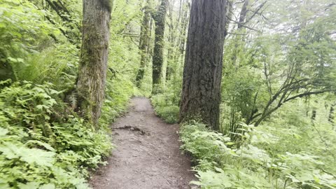 Hiking the Latourell Falls Loop – Columbia River Gorge National Scenic Area – Oregon – 4K