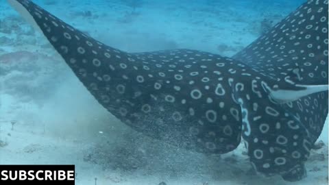 Spotted Stingray Swimming Through the Ocean