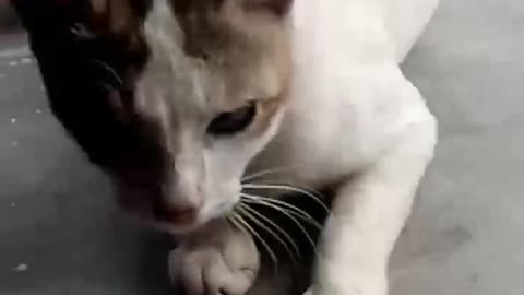 Cat funny video | cute cat sleeping