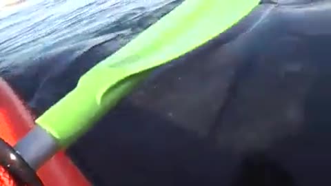 Humpback whale suspends kayak