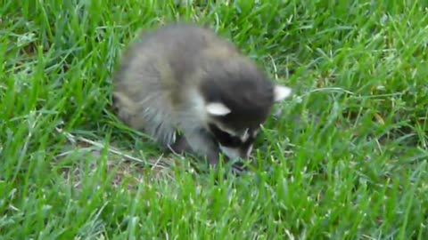 A baby raccoon decided to a nap in my backyard